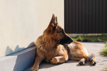 A dog lying down on a sunny day outdoors.