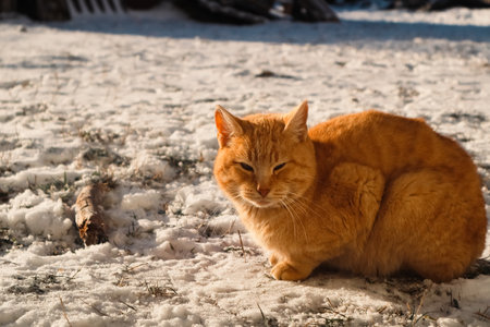Orange cat sitting in snow during winter. Portrait of cat on snow in sunny winter dayの写真素材