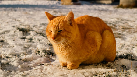 Orange cat sitting in snow during winter. Portrait of cat on snow in sunny winter dayの写真素材