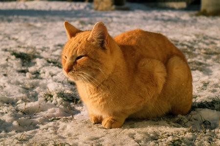 Orange cat sitting in snow during winter. Portrait of cat on snow in sunny winter dayの写真素材