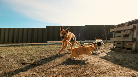 Cheerful funny pets runs on the backyard. Aggressive dogs playing. Back Off!の写真素材
