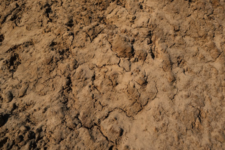 Soil texture closeup. Brown ground surface. Earth dirt texture background of brown mudの写真素材
