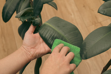 Dusting Plant leaves. Hands of a Woman Cleaning Plant Leaves With a Sponge. Woman wiping leaves of a plantの写真素材