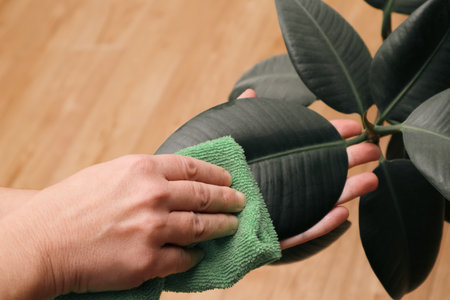 Dusting Plant leaves. Hands of a Woman Cleaning Plant Leaves With a Sponge. Woman wiping leaves of a plantの写真素材