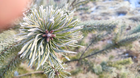 Frozen conifer tree twig covered in ice frost. Frost-covered spruce tree branch. Pine Branches Coated In Ice. Natural details and textures of the needles and frost.の写真素材