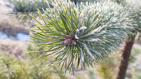 Frozen conifer tree twig covered in ice frost. Frost-covered spruce tree branch. Pine Branches Coated In Ice. Natural details and textures of the needles and frost.の写真素材