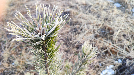 Frozen conifer tree twig covered in ice frost. Frost-covered spruce tree branch. Pine Branches Coated In Ice. Natural details and textures of the needles and frost.の写真素材