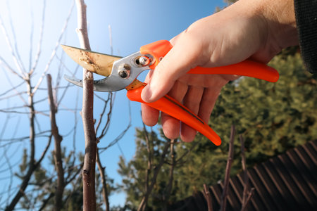 Gardener pruning trees with pruning shears on nature background. Close-up of a male gardener pruning a fruit treeの写真素材