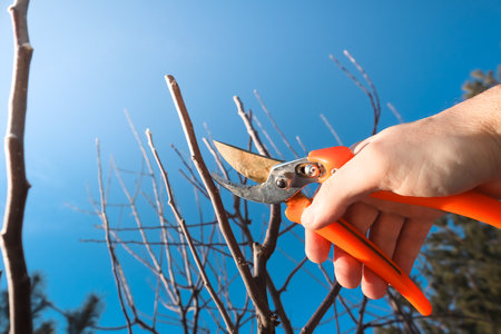 Gardener pruning trees with pruning shears on nature background. Close-up of a male gardener pruning a fruit treeの写真素材