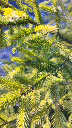Branches of a fir tree. Fluffy pine tree brunch close up. Green spruce. Christmas tree branchesの写真素材
