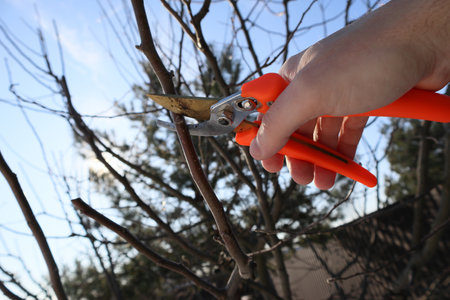 Man pruning tree branch with secateurs in the orchard. Closeup of hands doing spring pruning apple treeの写真素材