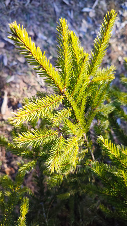 Branches of a fir tree. Fluffy pine tree brunch close up. Green spruce. Christmas tree branchesの写真素材