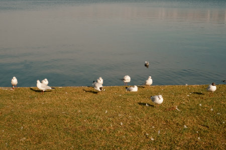 Seagull on the pond. Seagulls is on pond water in a park.の写真素材