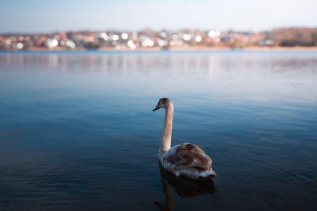 Beautiful landscape with a swan floating on the lake. Beautiful swan gracefully swimming on tranquil lake.の写真素材