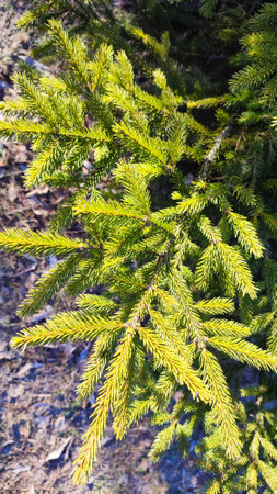 Branches of a fir tree. Fluffy pine tree branch close up. Green spruce.の写真素材