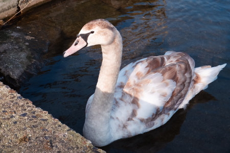 Beautiful landscape with a swan floating on the lake. Beautiful swan gracefully swimming on tranquil lake.の写真素材