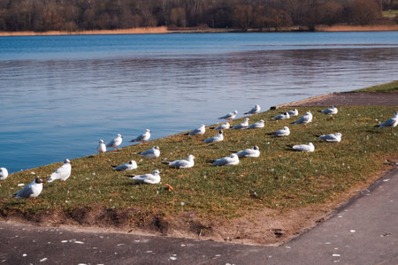 Seagulls on the pond. Seagulls are on pond water in a park.の写真素材