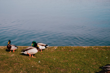 The duck in the city lake or the pound. Animals in the Wild. Ducks on the lake in the park.の写真素材