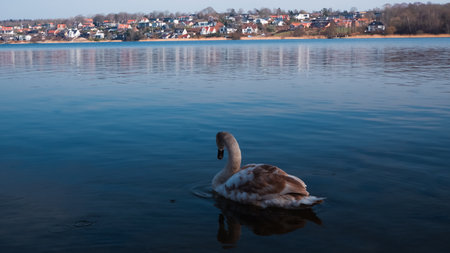 Beautiful landscape with a swan floating on the lake. Beautiful swan gracefully swimming on tranquil lake.の写真素材