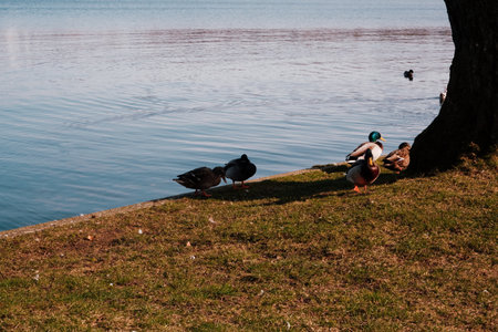 The duck in the city lake or the pound. Animals in the Wild. Ducks on the lake in the park.の写真素材