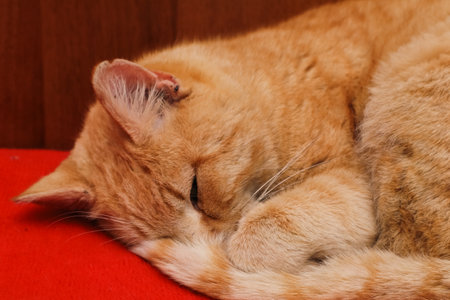 Sleeping red cat on red background in winter.の写真素材