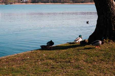 The duck in the city lake or the pound. Animals in the Wild. Ducks on the lake in the park.の写真素材