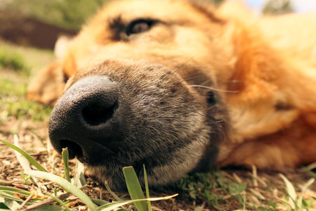 Dog's Snout. German sheepdog snout. German Shepherd dog nose closeup.の写真素材