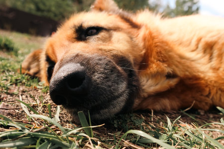 Dog's Snout. German sheepdog snout. German Shepherd dog nose closeup.の写真素材