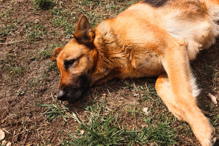 Dog's Snout. German Shepherd dog nose closeup.の写真素材