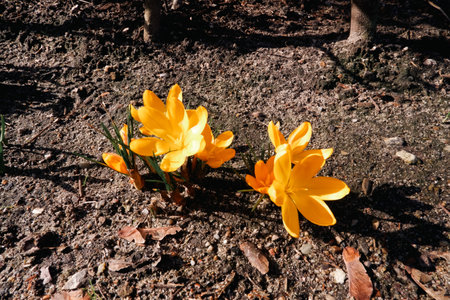 Mixed hybrid crocus flowering in the early spring garden.の写真素材