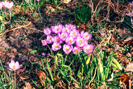 Mixed hybrid crocus flowering in the early spring garden. Crocus growing in the early springの写真素材