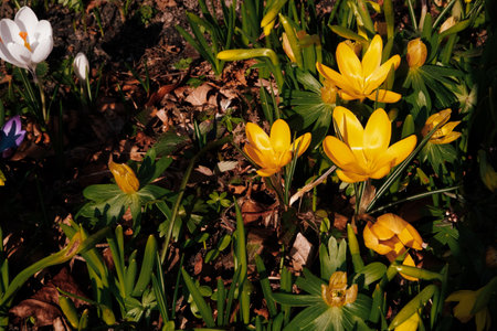 Mixed hybrid crocus flowering in the early spring garden. Crocus growing in the early spring