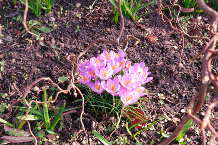 Mixed hybrid crocus flowering in the early spring garden. Crocus growing in the early springの写真素材