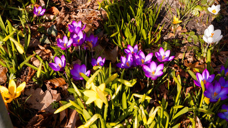 Mixed hybrid crocus flowering in the early spring garden. Crocus growing in the early springの写真素材