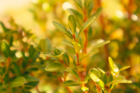 Buxus microphylla in spring. Green hedge of boxwood in the garden. Close-up. Nature background. Boxwood Bushの写真素材