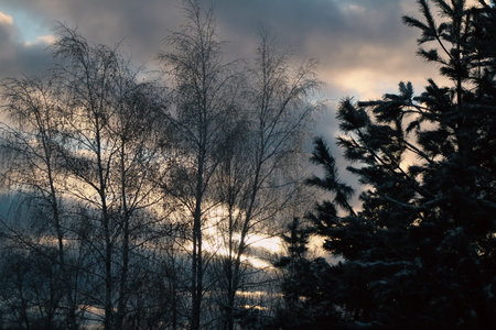 winter cold sunrise and trees. winter sun Sunrise on snow covered forestの写真素材