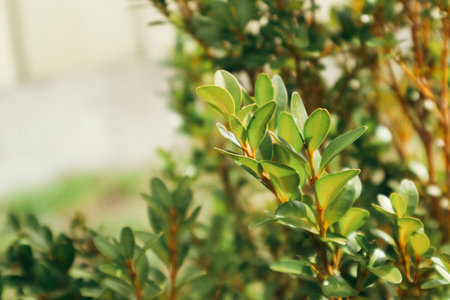 Buxus microphylla in spring. Green hedge of boxwood in the garden. Close-up. Nature background. Boxwood Bushの写真素材