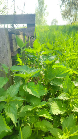 Beautiful nettle in nature with sun. Photo of a plant nettle. Urtica dioica or stinging nettle, in the garden.の写真素材
