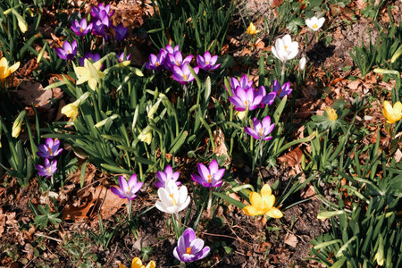 Mixed hybrid crocus flowering in the early spring garden. Crocus growing in the early springの写真素材