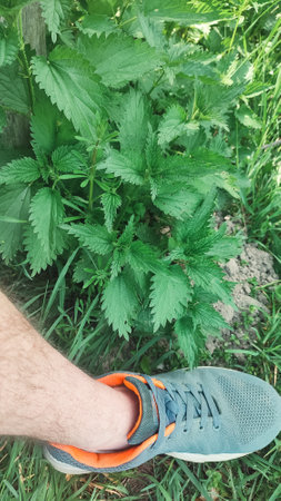 Beautiful nettle in nature with sun. Photo of a plant nettle. Urtica dioica or stinging nettle, in the garden.の写真素材