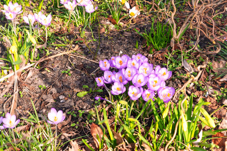Mixed hybrid crocus flowering in the early spring garden. Crocus growing in the early springの写真素材