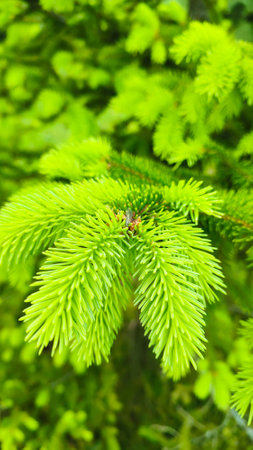 Young, juicy, green shoots on a coniferous tree close-up. Fir tree branch with fresh young green shootsの写真素材