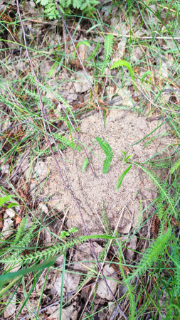 Anthill in garden. Wood ant in an anthill/ Formica rufa. An anthill in the middle of the forest.の写真素材