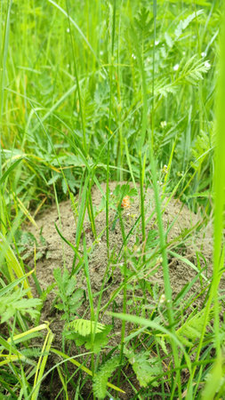 Anthill in garden. Wood ant in an anthill/ Formica rufa. An anthill in the middle of the forest.の写真素材