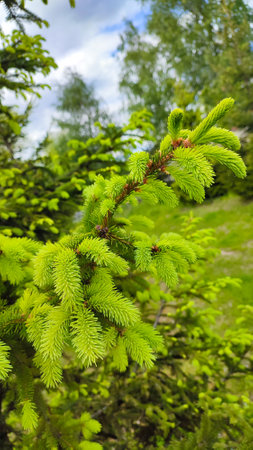 New green shoots on the spruce tree. Young, juicy, green shoots on a coniferous tree close-up. Fir tree branch with fresh young green shootsの写真素材