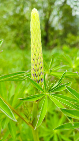 Summer floral blooming green background. A blue lupine. Closeup plant with blurred background. Blooming lupine flowers. Purple lupine blooming in springの写真素材