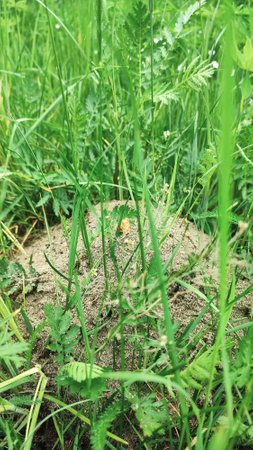 Anthill in garden. Wood ant in an anthill/ Formica rufa. An anthill in the middle of the forest.の写真素材