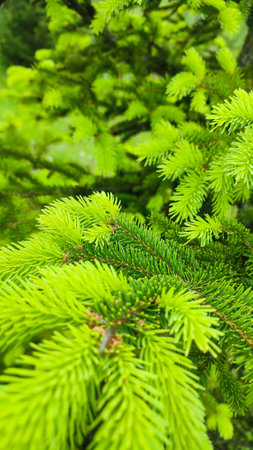 Young, juicy, green shoots on a coniferous tree close-up. Fir tree branch with fresh young green shootsの写真素材