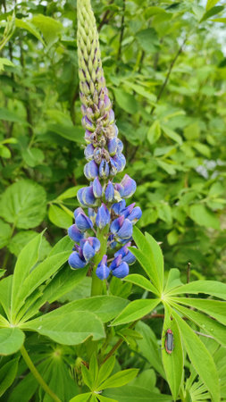 Summer floral blooming green background. A blue lupine in the garden. Closeup plant with blurred background. Blooming lupine flowers. Purple lupine blooming in springの写真素材
