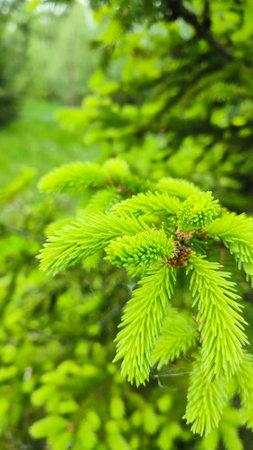 Young, juicy, green shoots on a coniferous tree close-up. Fir tree branch with fresh young green shootsの写真素材